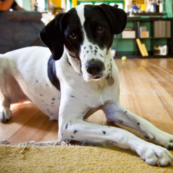 DogWatch of Southwest Virginia, Moneta, Virginia | Indoor Pet Boundaries Contact Us Image