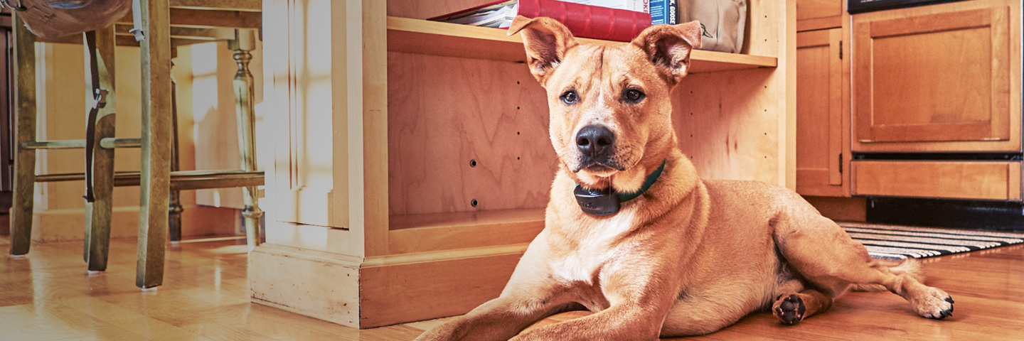 DogWatch of Southwest Virginia, Moneta, Virginia | Indoor Pet Fences Slider Image
