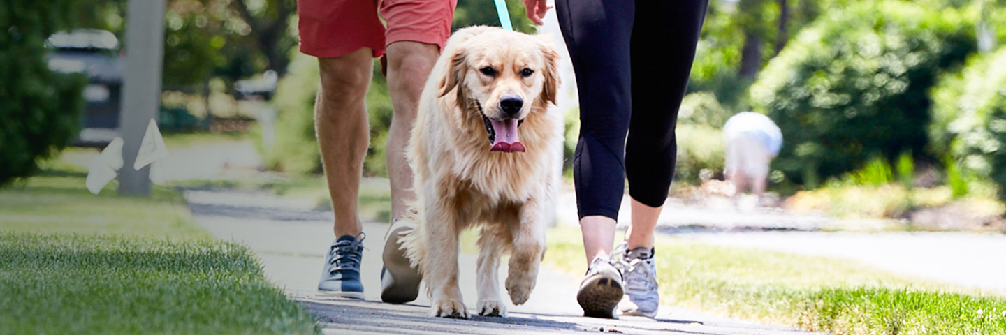 DogWatch of Southwest Virginia, Moneta, Virginia | SideWalker Leash Trainer Slider Image