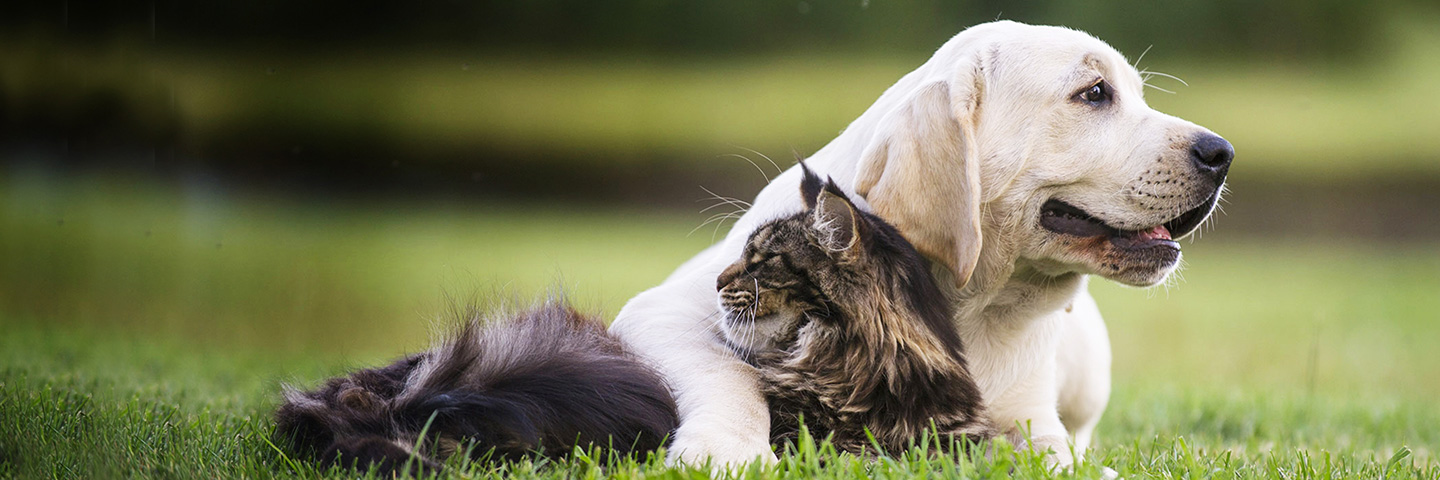 DogWatch of Southwest Virginia, Moneta, Virginia | Cat Fences Slider Image